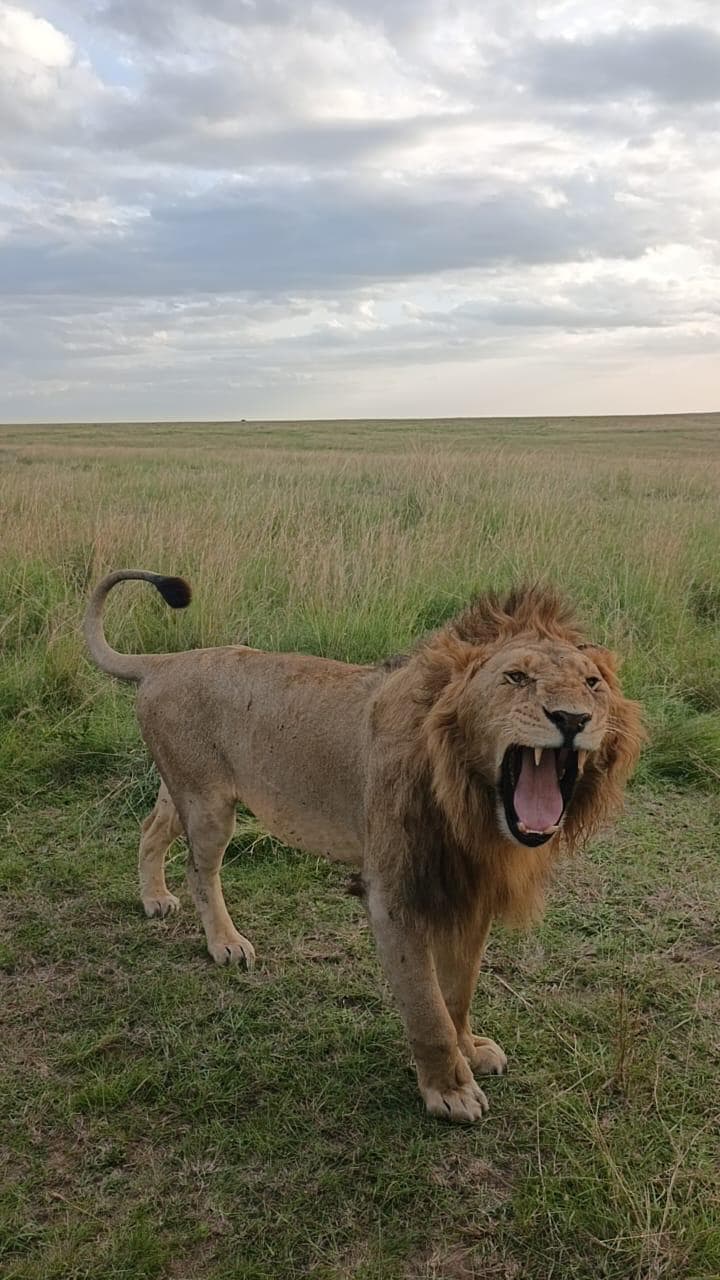 5-Day Amboseli - Lake Nakuru - Masai Mara Mid-Range Tour