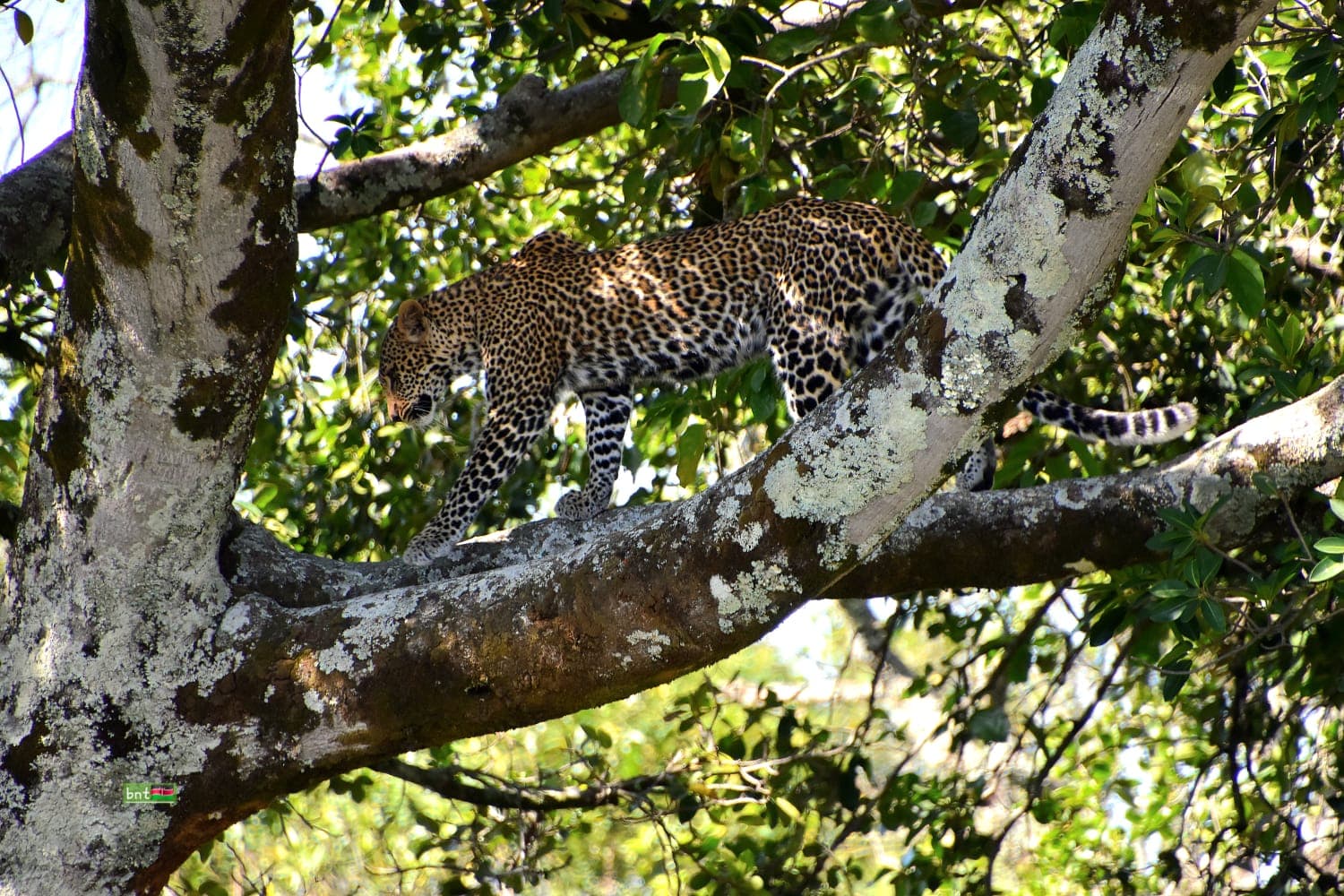6-Day Lake & Big Five - Naivasha, Nakuru & Mara Safari