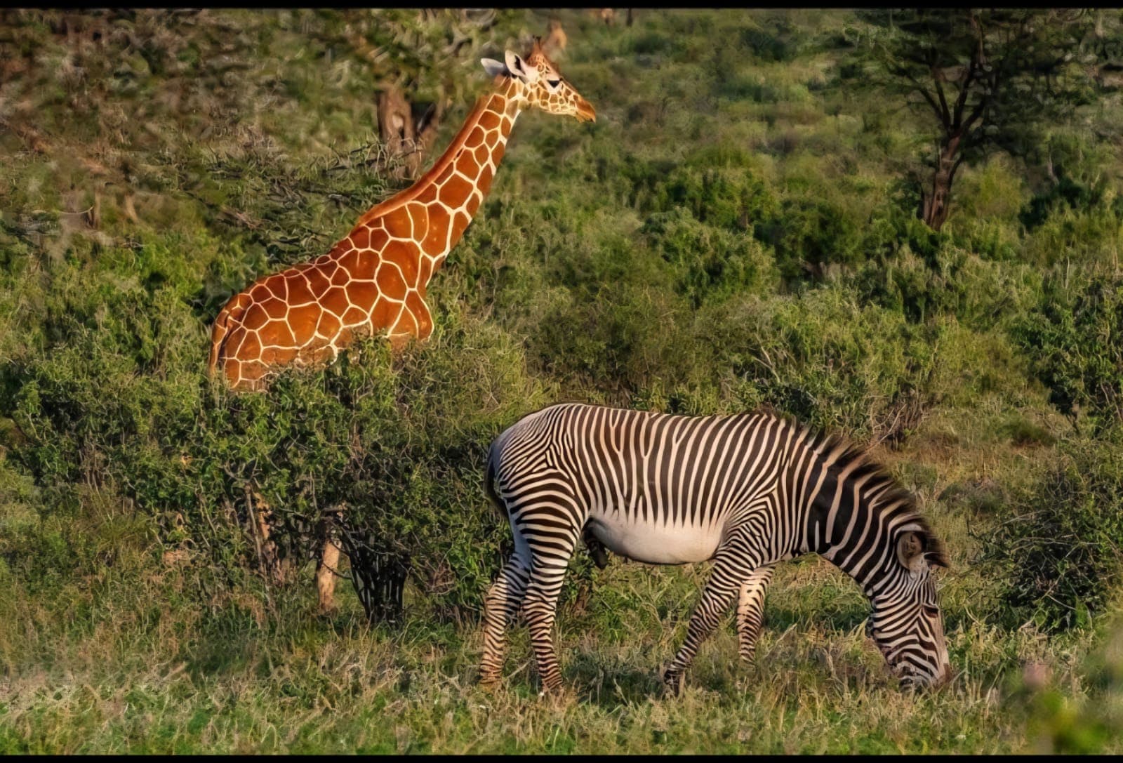 3-Day Into the Wild North - Samburu Safari Escape
