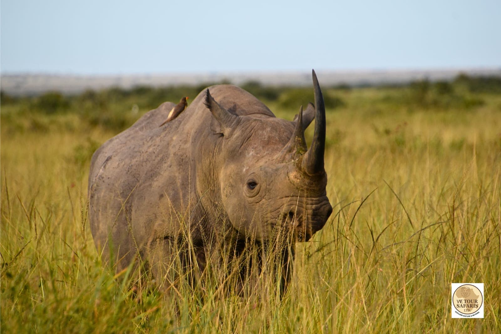 4-Day Masai Mara to Lake Nakuru Safari Adventure