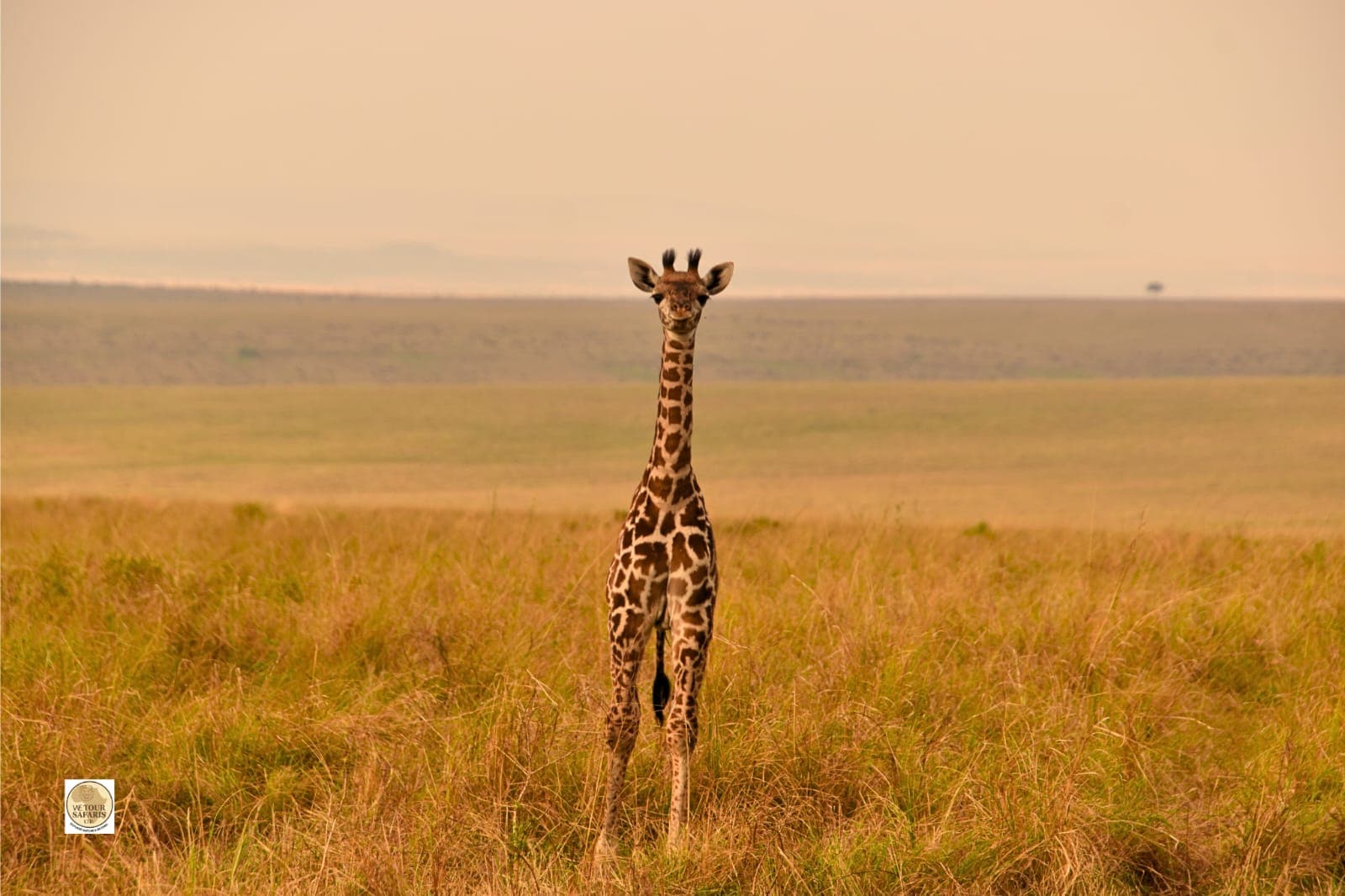 4-Day The Great Rift Safari