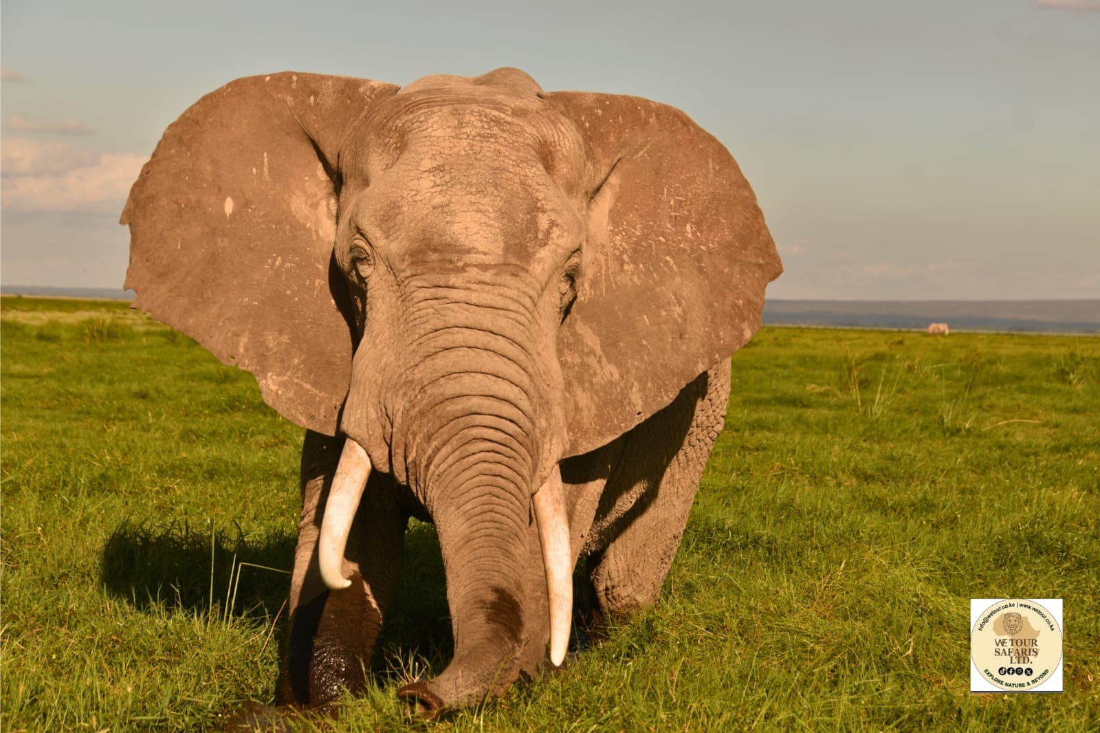 2-Day Big Tusker Safari