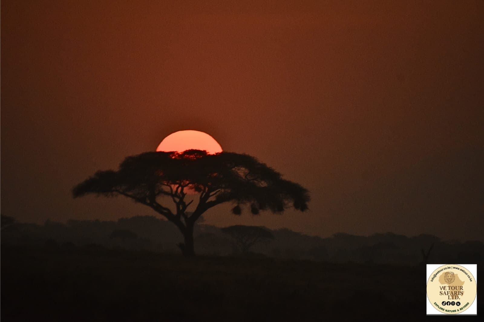 Acacia tree silhouetted against the setting sun