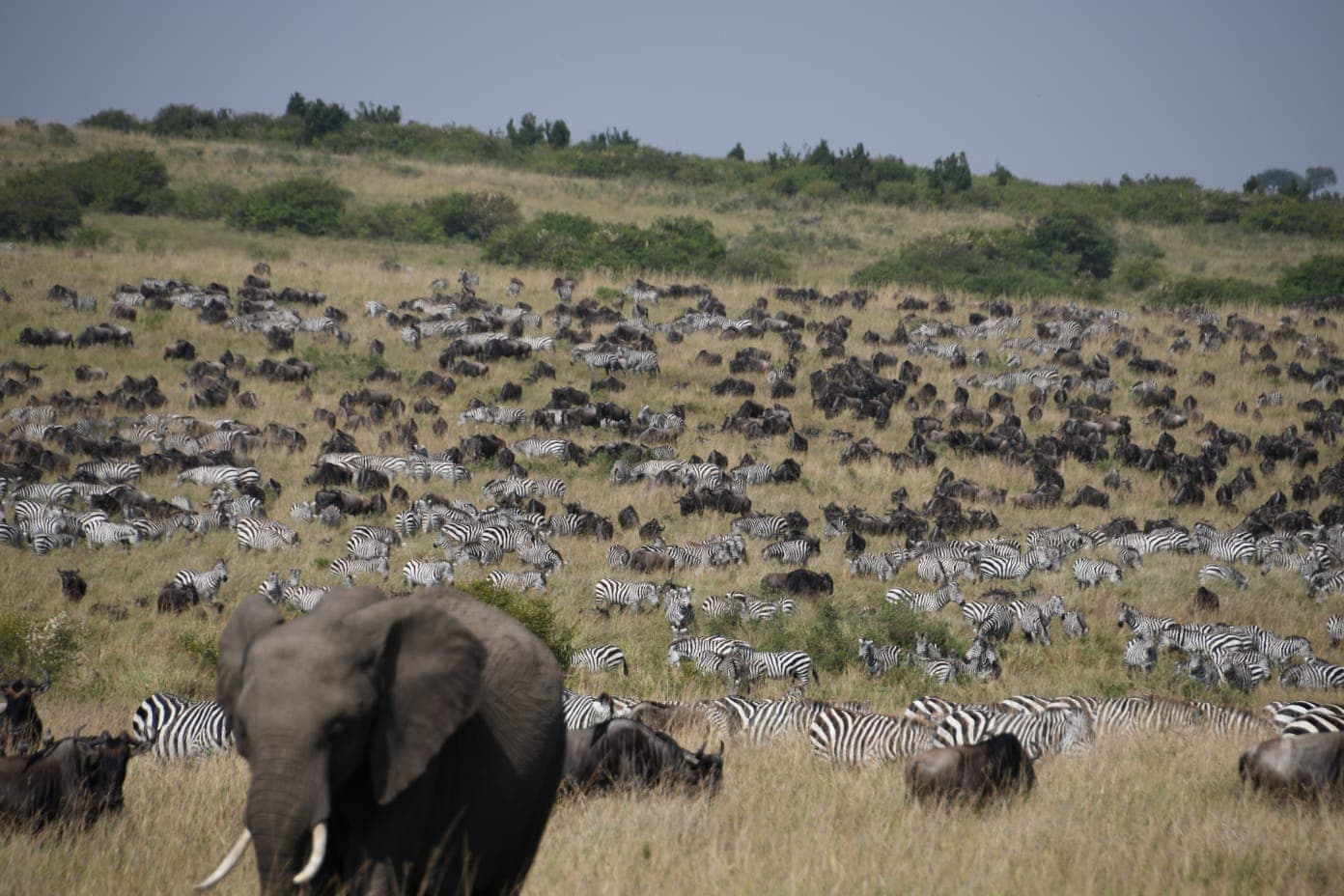 Elephant walking among massed wildebeest and zebra