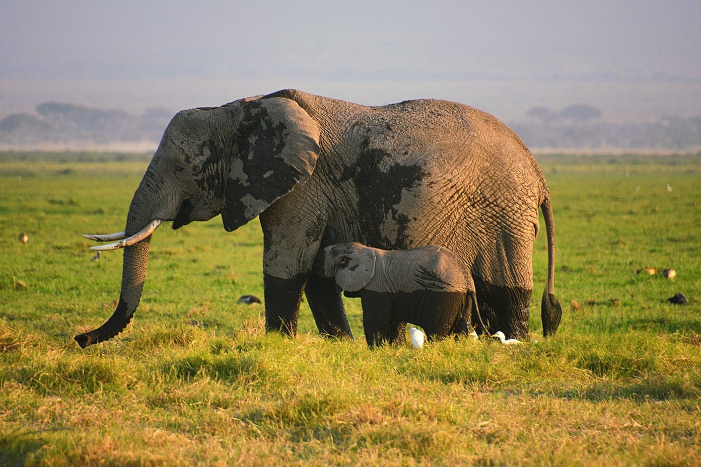 3-Day Into the Elephant Kingdom - Amboseli National Park