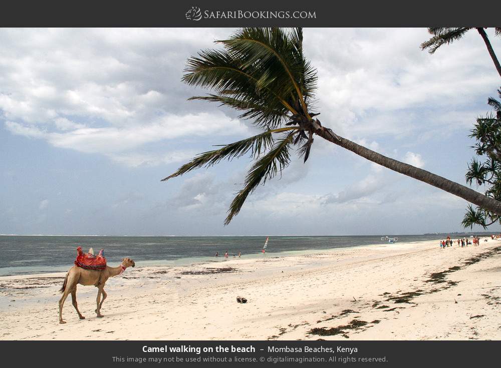 10-Day Amboseli, Naivasha, Nakuru, Mara, Diani Safari